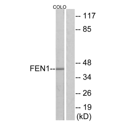 Western Blot - Anti-FEN1 Antibody (C10585) - Antibodies.com