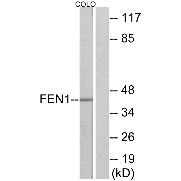 Western Blot - Anti-FEN1 Antibody (C10585) - Antibodies.com