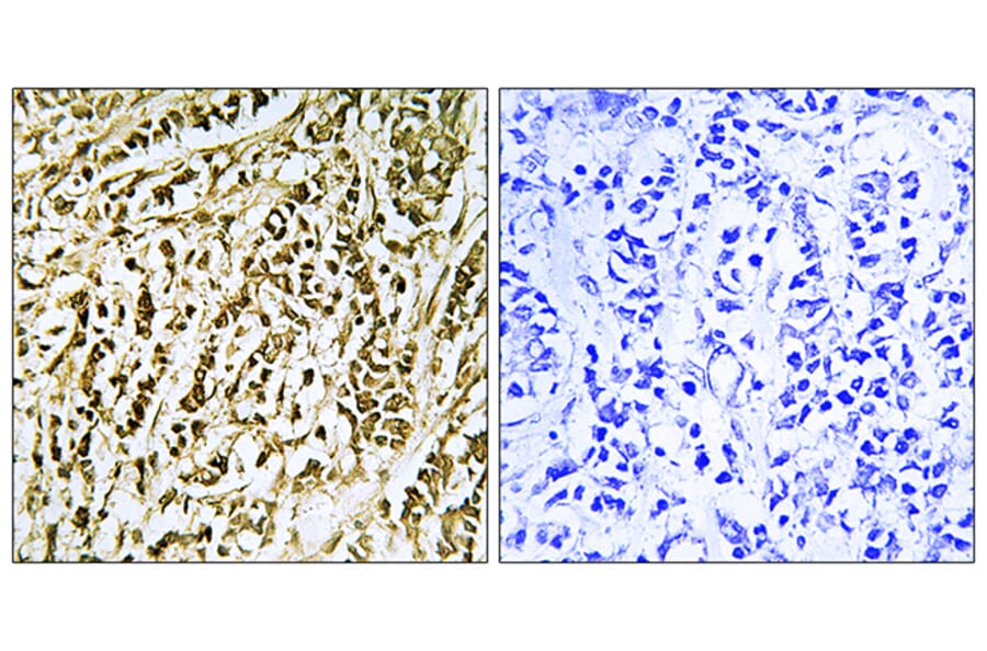Immunohistochemistry - Anti-FEN1 Antibody (C10585) - Antibodies.com