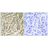 Immunohistochemistry - Anti-FEN1 Antibody (C10585) - Antibodies.com