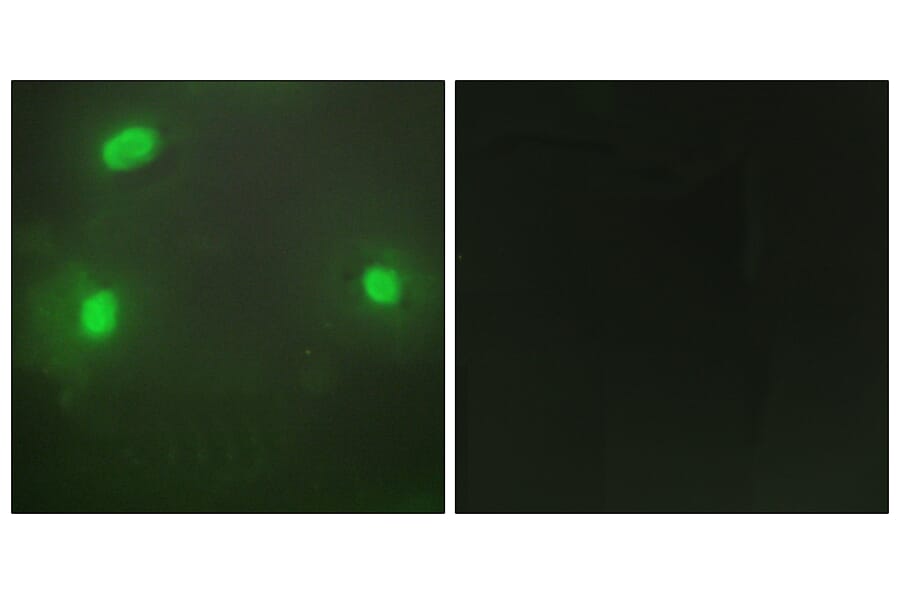 Immunofluorescence - Anti-FEN1 Antibody (C10585) - Antibodies.com
