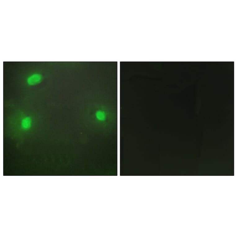 Immunofluorescence - Anti-FEN1 Antibody (C10585) - Antibodies.com