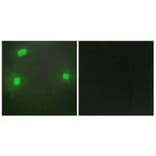 Immunofluorescence - Anti-FEN1 Antibody (C10585) - Antibodies.com