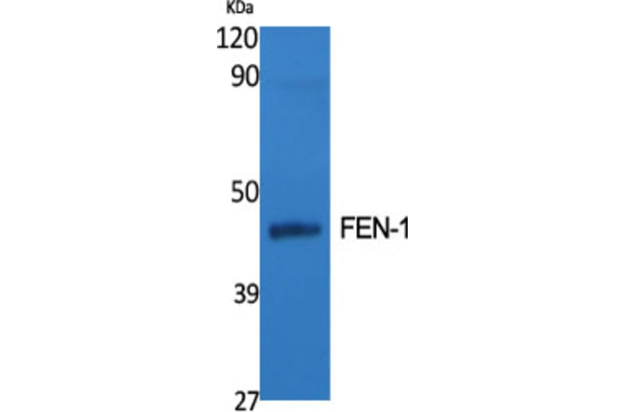 Western Blot - Anti-FEN1 Antibody (C10585) - Antibodies.com