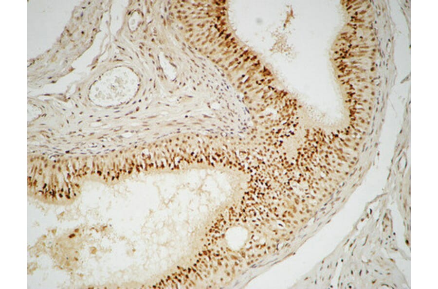 Immunohistochemistry - Anti-FEN1 Antibody (C10585) - Antibodies.com