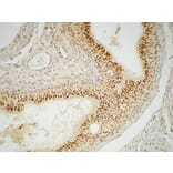 Immunohistochemistry - Anti-FEN1 Antibody (C10585) - Antibodies.com