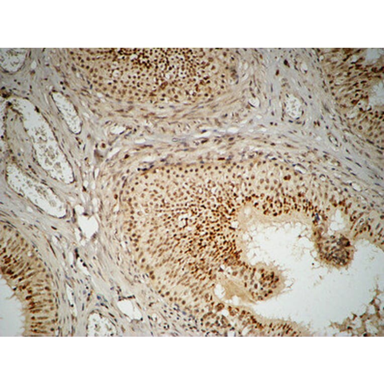 Immunohistochemistry - Anti-FEN1 Antibody (C10585) - Antibodies.com