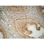 Immunohistochemistry - Anti-FEN1 Antibody (C10585) - Antibodies.com
