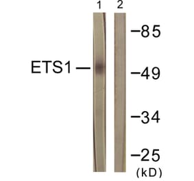 Western Blot - Anti-ETS1 Antibody (B0478) - Antibodies.com