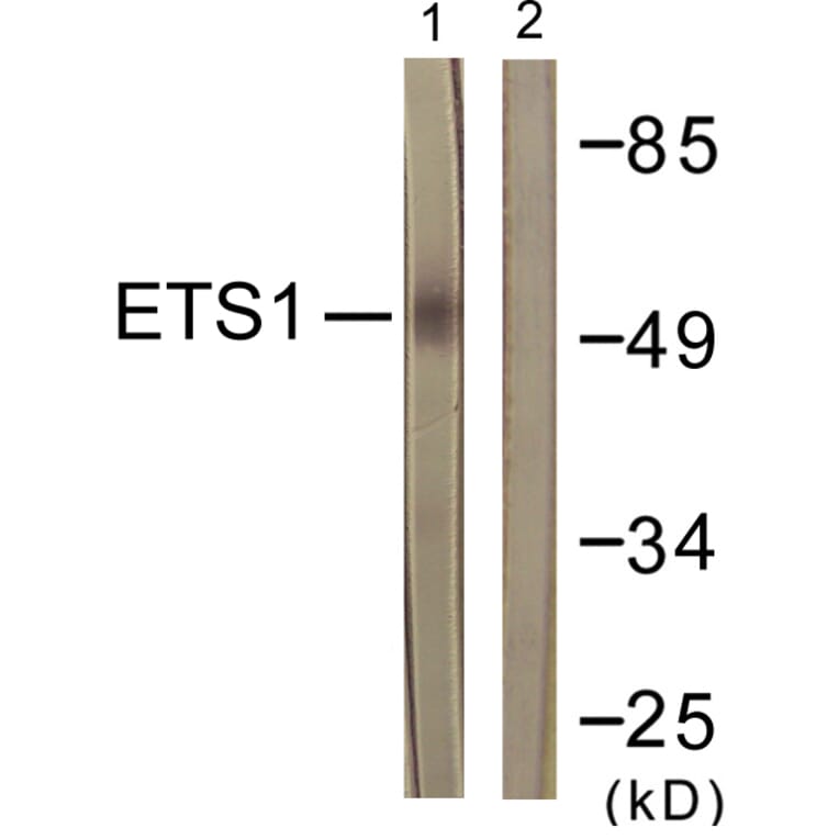 Western Blot - Anti-ETS1 Antibody (B0478) - Antibodies.com