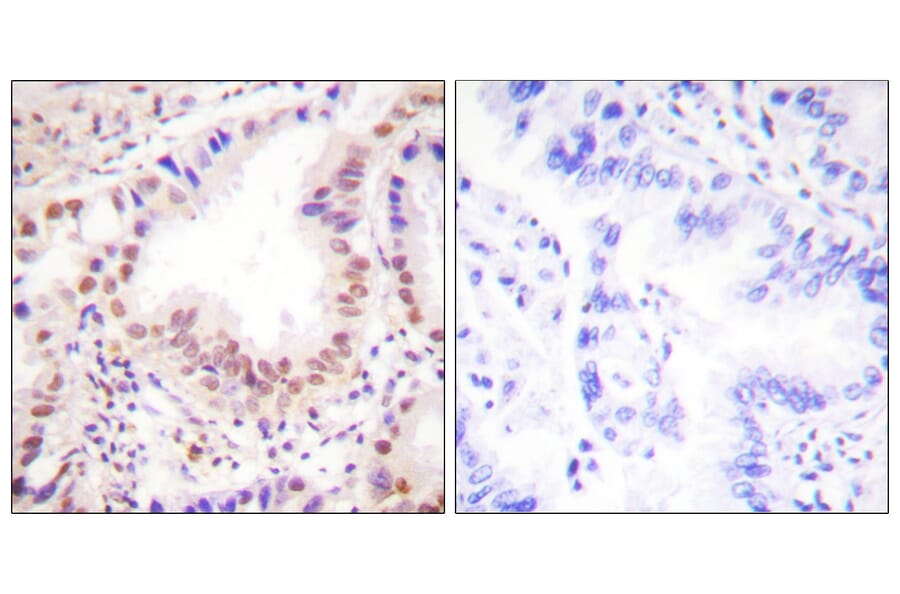 Immunohistochemistry - Anti-ETS1 Antibody (B0478) - Antibodies.com