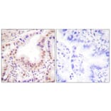 Immunohistochemistry - Anti-ETS1 Antibody (B0478) - Antibodies.com