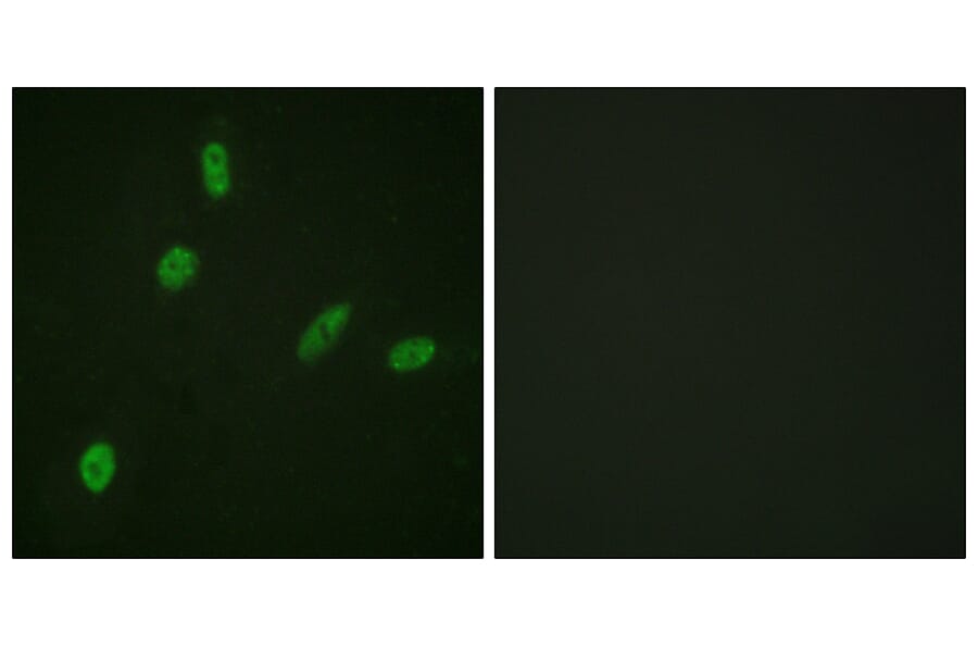 Immunofluorescence - Anti-ETS1 Antibody (B0478) - Antibodies.com