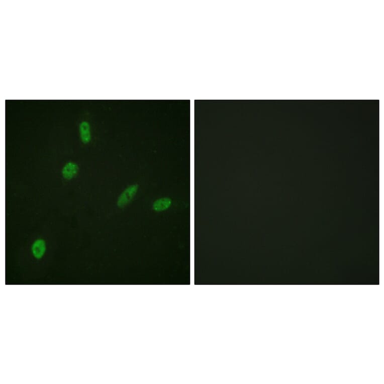 Immunofluorescence - Anti-ETS1 Antibody (B0478) - Antibodies.com