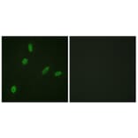 Immunofluorescence - Anti-ETS1 Antibody (B0478) - Antibodies.com