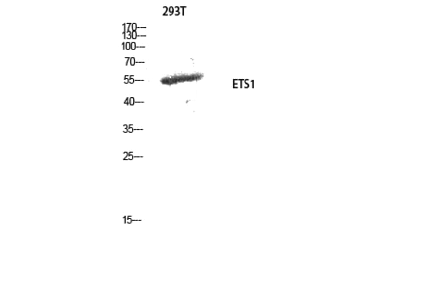 Western Blot - Anti-ETS1 Antibody (B0478) - Antibodies.com