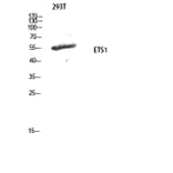 Western Blot - Anti-ETS1 Antibody (B0478) - Antibodies.com