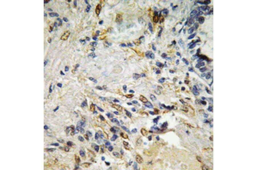 Immunohistochemistry - Anti-ETS1 Antibody (B0478) - Antibodies.com