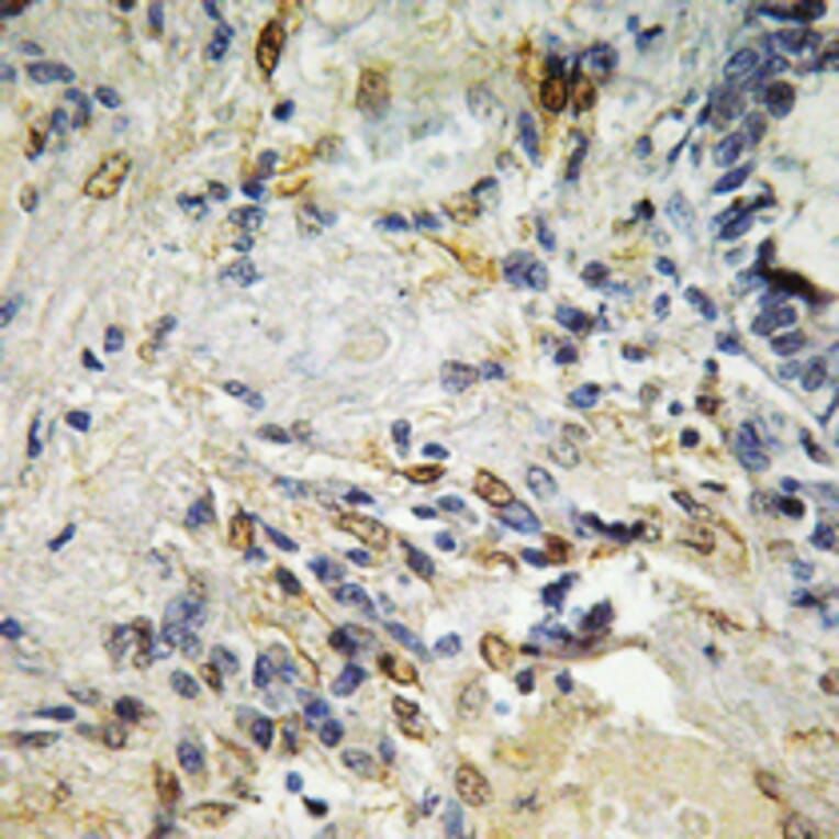 Immunohistochemistry - Anti-ETS1 Antibody (B0478) - Antibodies.com
