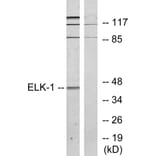 Western Blot - Anti-Elk1 Antibody (B7069) - Antibodies.com