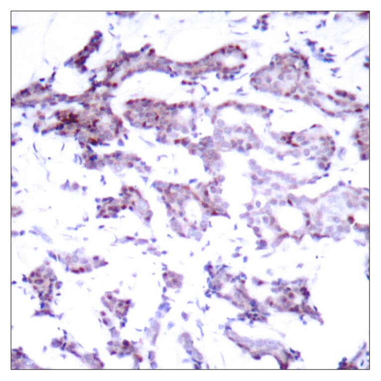 Immunohistochemistry - Anti-Elk1 Antibody (B7069) - Antibodies.com