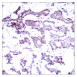 Immunohistochemistry - Anti-Elk1 Antibody (B7069) - Antibodies.com