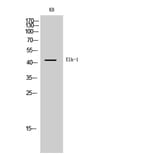 Western Blot - Anti-Elk1 Antibody (B7069) - Antibodies.com