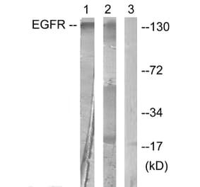 Western Blot - Anti-EGFR Antibody (B0475) - Antibodies.com
