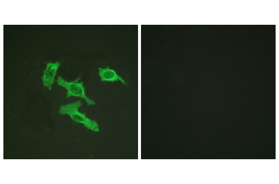Immunofluorescence - Anti-EGFR Antibody (B0475) - Antibodies.com