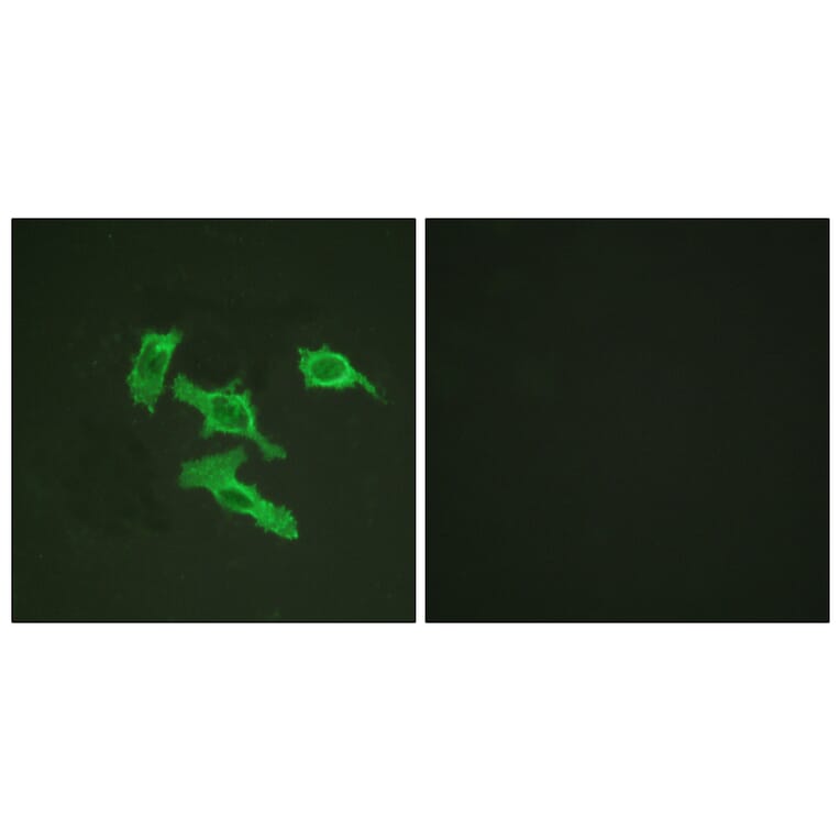 Immunofluorescence - Anti-EGFR Antibody (B0475) - Antibodies.com