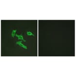 Immunofluorescence - Anti-EGFR Antibody (B0475) - Antibodies.com
