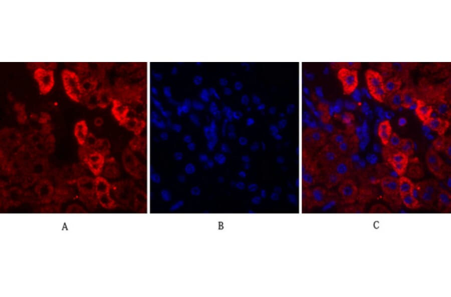 Immunofluorescence - Anti-EGFR Antibody (B0475) - Antibodies.com