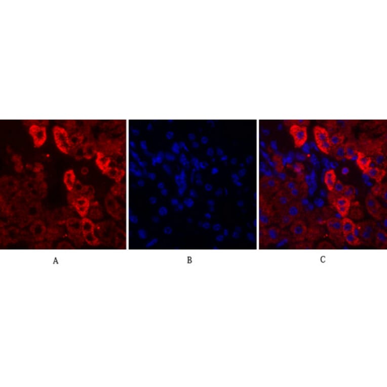 Immunofluorescence - Anti-EGFR Antibody (B0475) - Antibodies.com