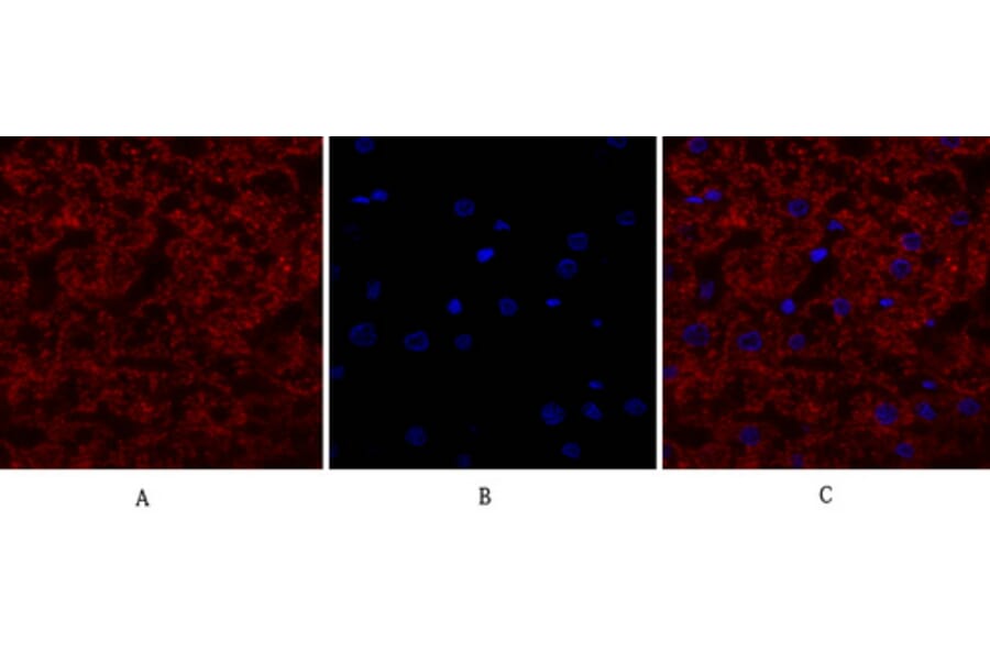 Immunofluorescence - Anti-EGFR Antibody (B0475) - Antibodies.com