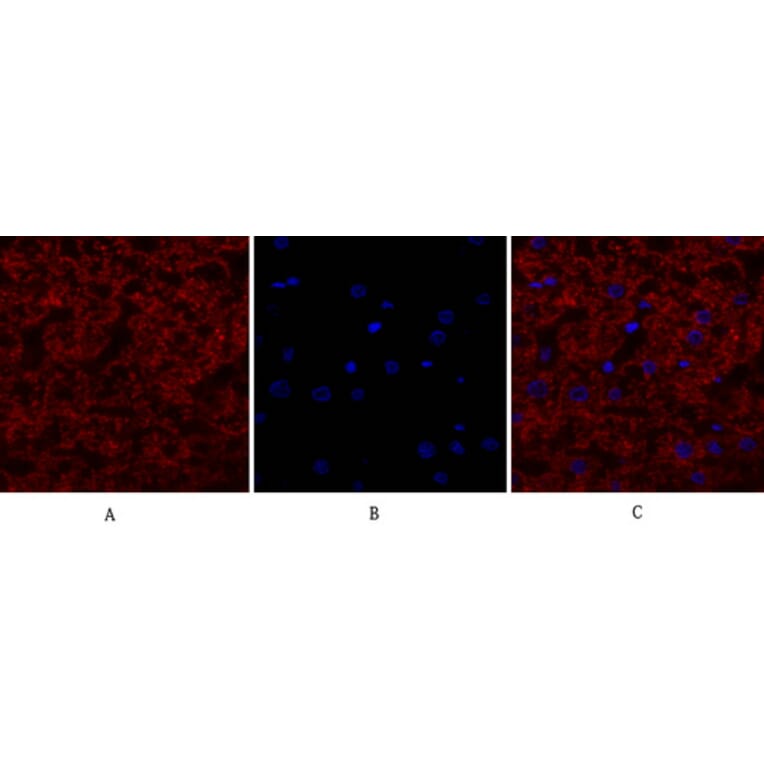 Immunofluorescence - Anti-EGFR Antibody (B0475) - Antibodies.com