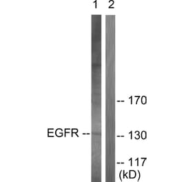 Western Blot - Anti-EGFR Antibody (B0009) - Antibodies.com
