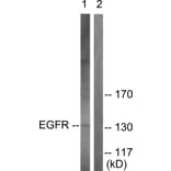 Western Blot - Anti-EGFR Antibody (B0009) - Antibodies.com