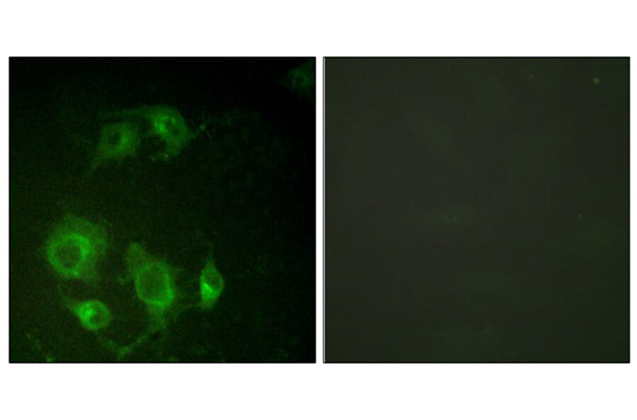 Immunofluorescence - Anti-EGFR Antibody (B0009) - Antibodies.com
