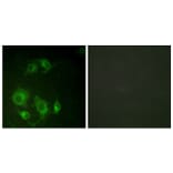 Immunofluorescence - Anti-EGFR Antibody (B0009) - Antibodies.com