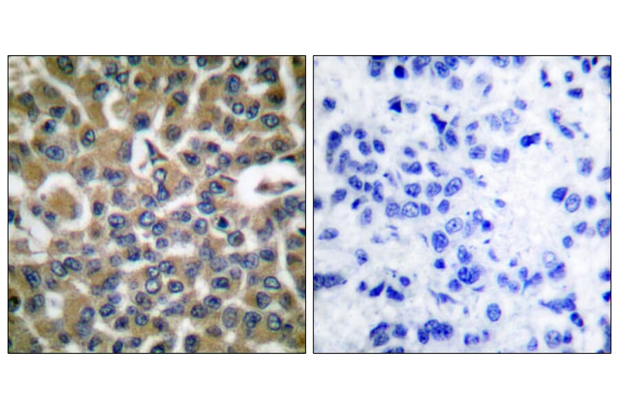 Immunohistochemistry - Anti-eEF2 Antibody (B0070) - Antibodies.com