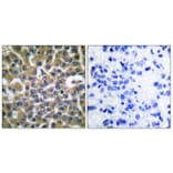 Immunohistochemistry - Anti-eEF2 Antibody (B0070) - Antibodies.com