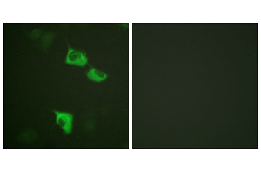 Immunofluorescence - Anti-eEF2 Antibody (B0070) - Antibodies.com