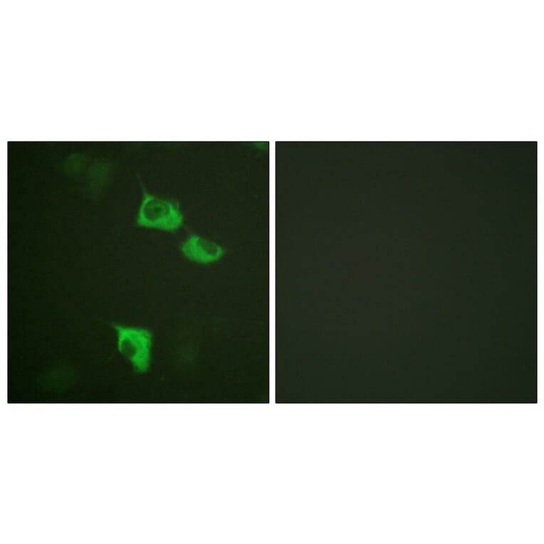 Immunofluorescence - Anti-eEF2 Antibody (B0070) - Antibodies.com