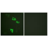 Immunofluorescence - Anti-eEF2 Antibody (B0070) - Antibodies.com