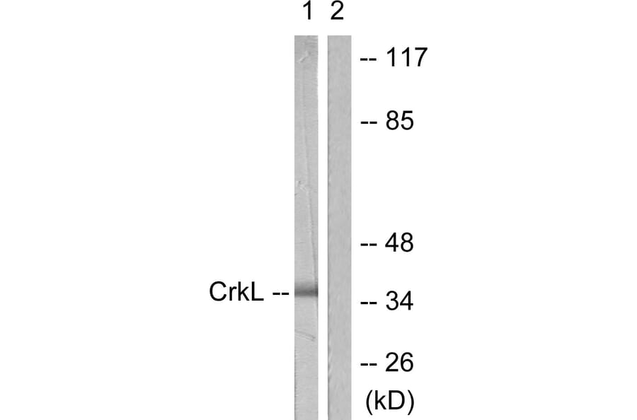 Western Blot - Anti-CrkL Antibody (B0067) - Antibodies.com