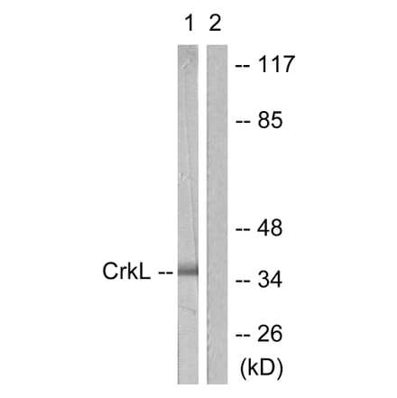Western Blot - Anti-CrkL Antibody (B0067) - Antibodies.com