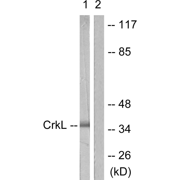 Western Blot - Anti-CrkL Antibody (B0067) - Antibodies.com