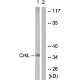 Western Blot - Anti-CrkL Antibody (B0067) - Antibodies.com