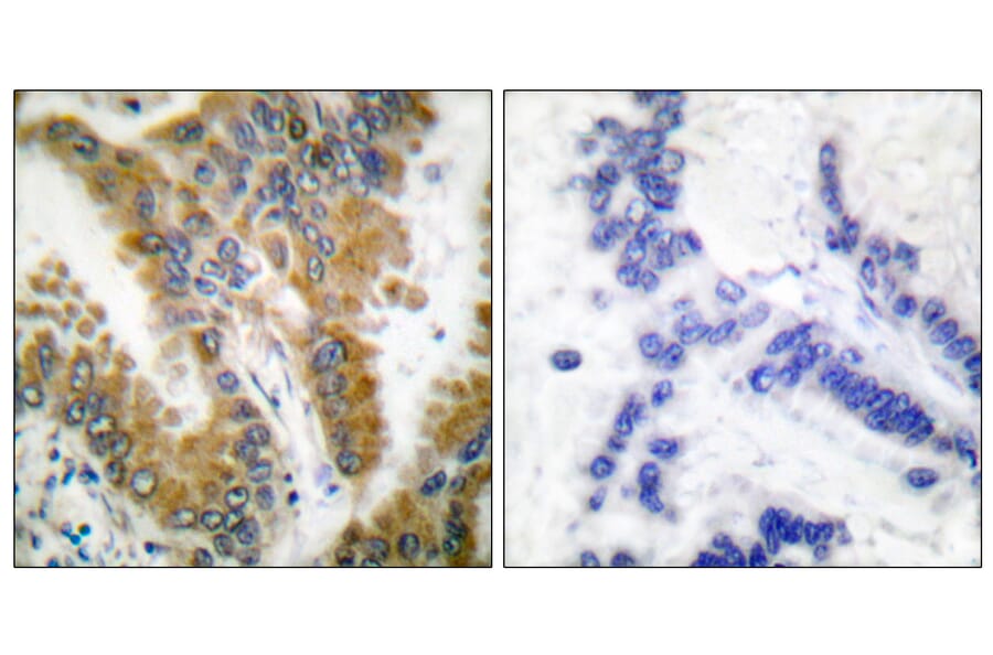 Immunohistochemistry - Anti-CrkL Antibody (B0067) - Antibodies.com