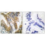Immunohistochemistry - Anti-CrkL Antibody (B0067) - Antibodies.com